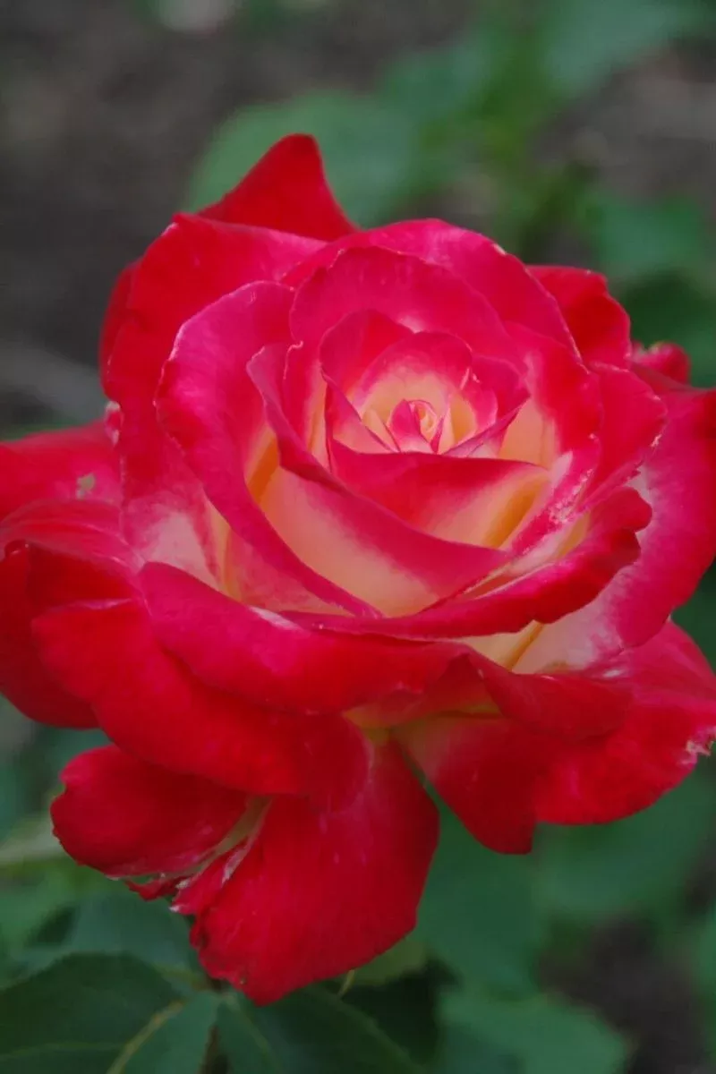 Rose - Double Delight