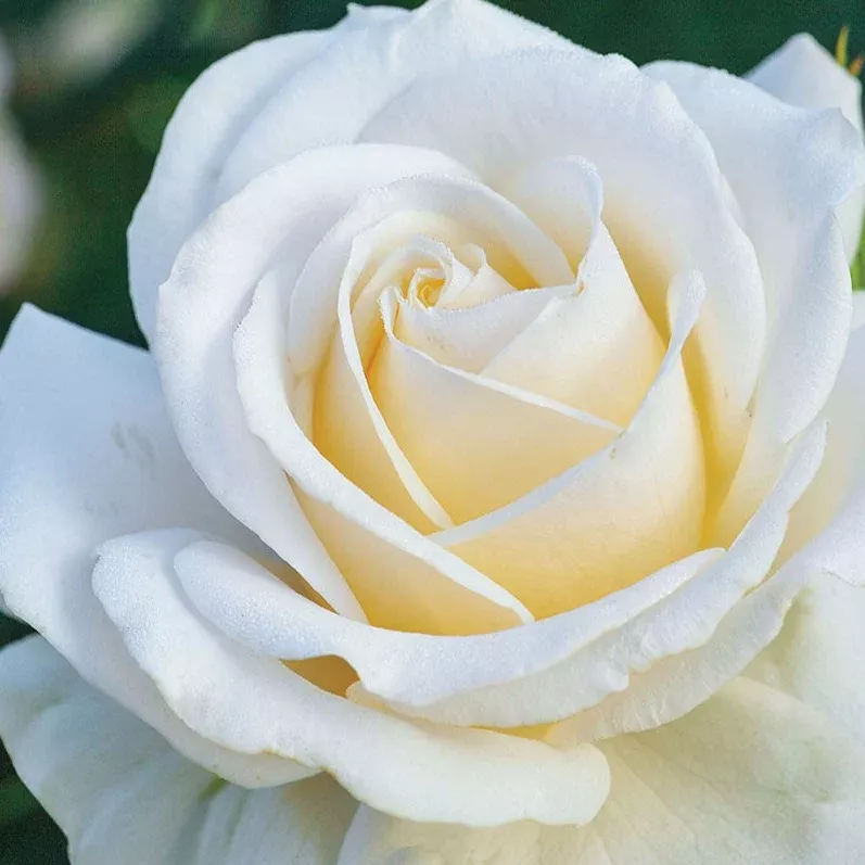 Rose Easy Spirit (Bareroot) - Compact, Spiraled, Double