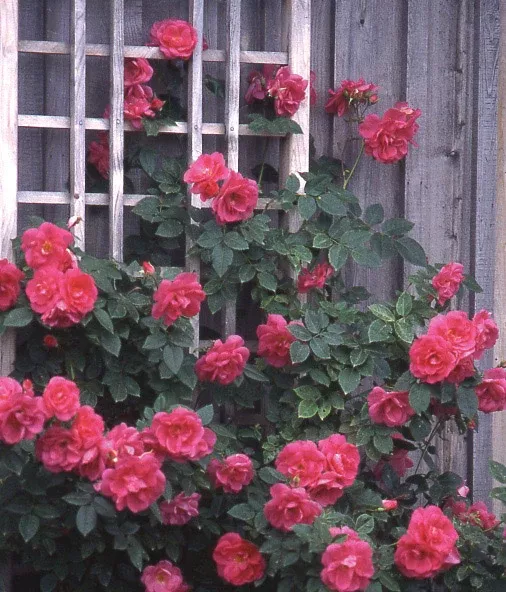 Rose: 'Felix Leclerc' - 1 gal (Jf)