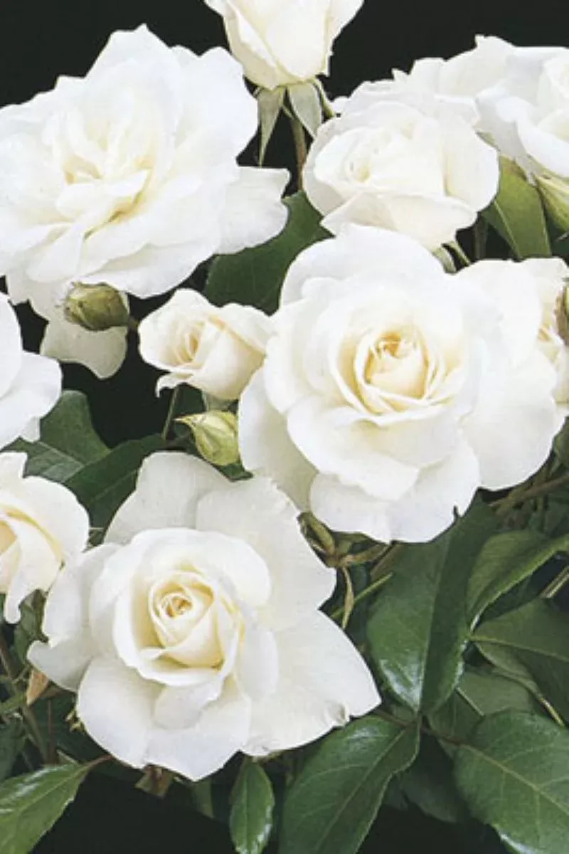 Rose - Iceberg