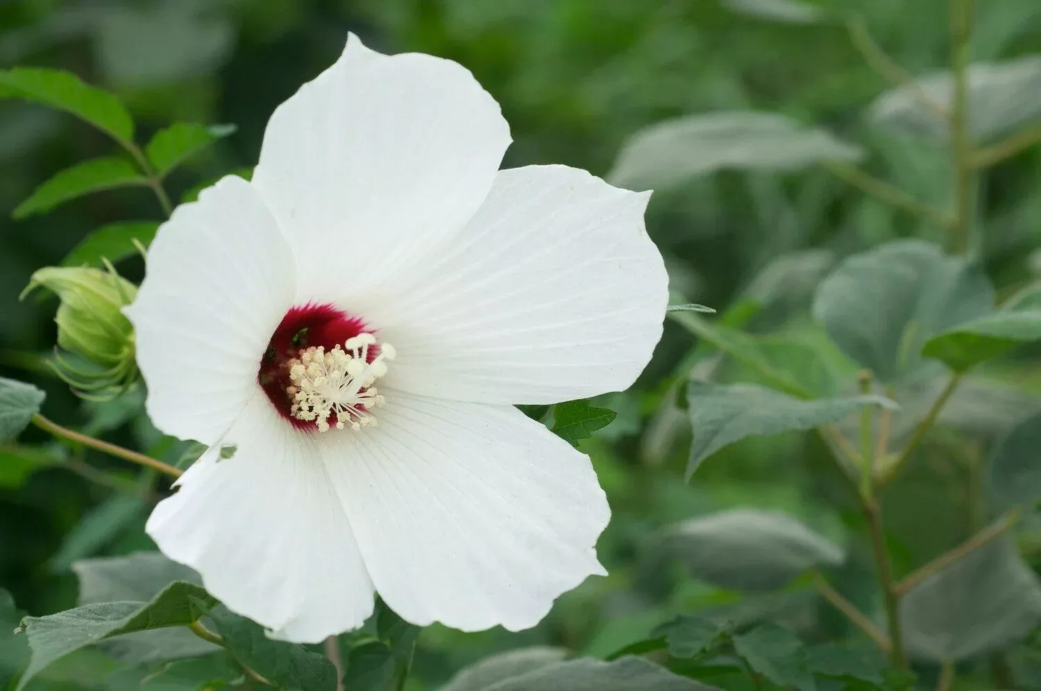 Rose Mallow, Wooly, Bare Root