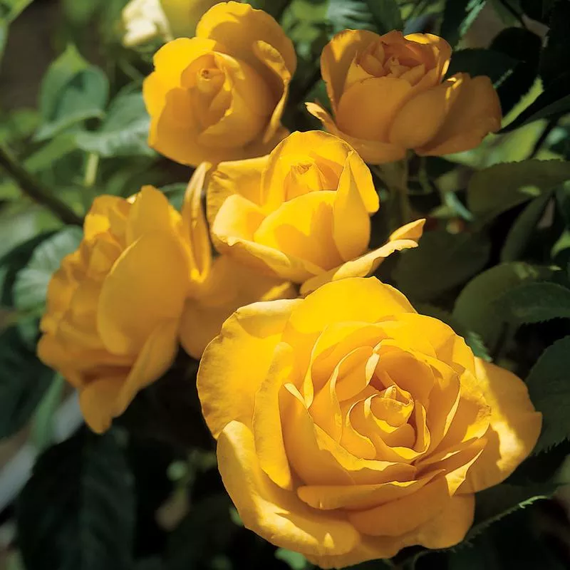 Rose - Midas Touch™