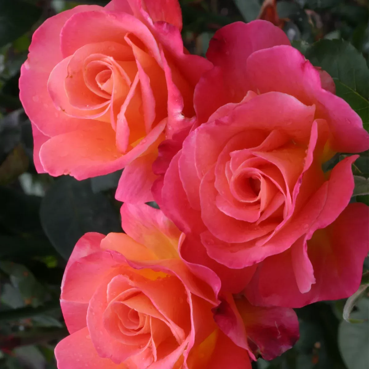 Rose - Mikado