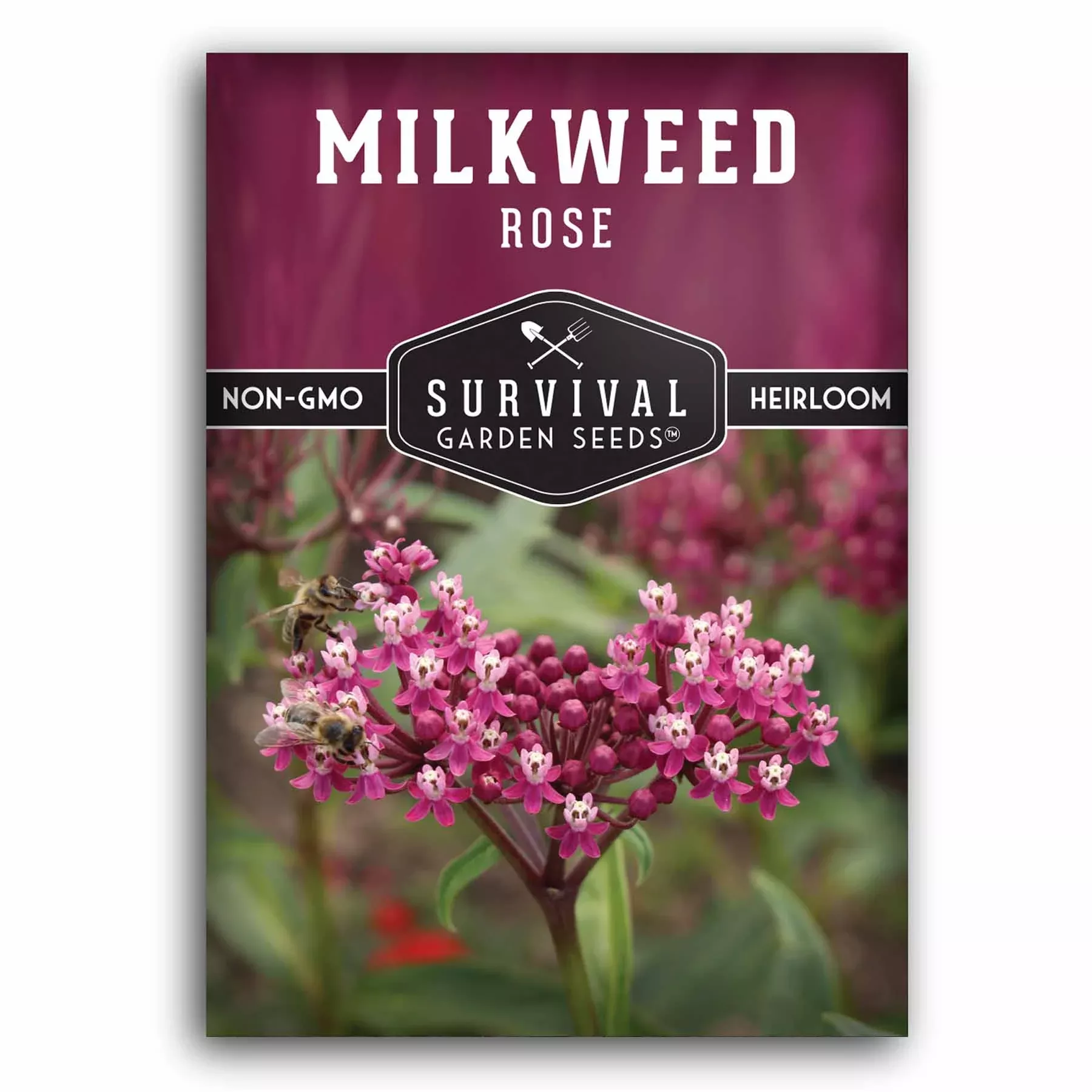 rose-milkweed-seeds-2026 Rose Milkweed Seeds 2026