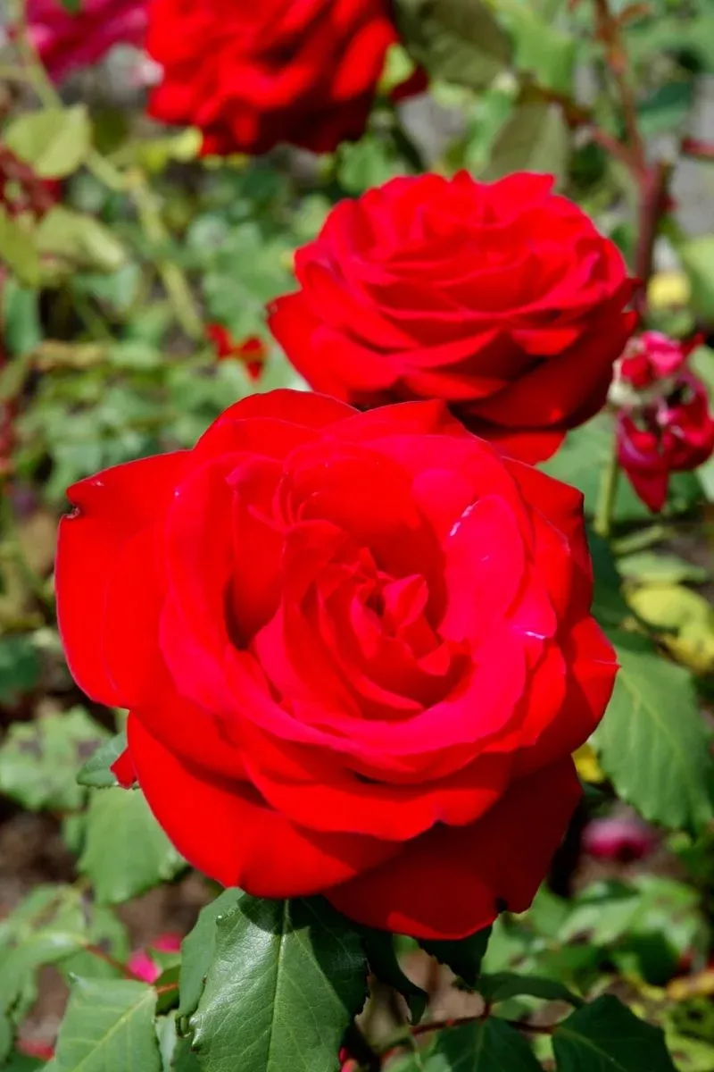 Rose - Olympiad