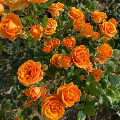 Rose (Orange Delight)