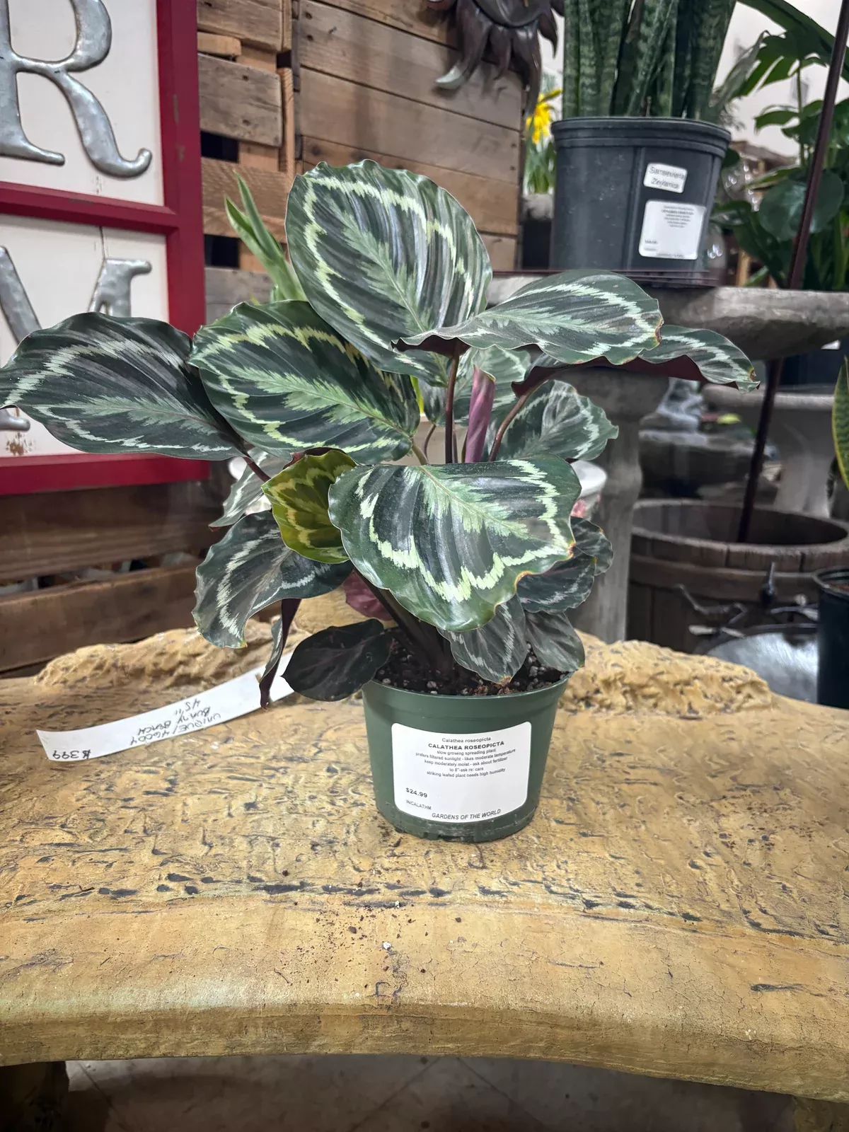 rose-painted-calathea-calathea-roseopicta Rose-Painted Calathea (Calathea Roseopicta)