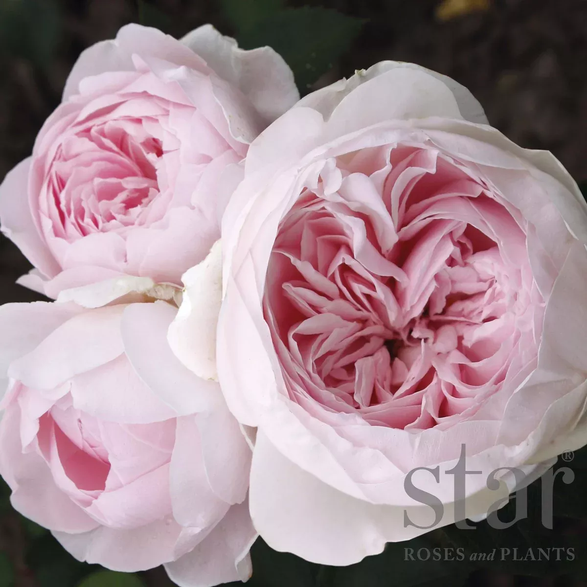 Rose Parfuma Earth Angel (Bareroot) - Peony Shaped Blooms, Fragrant