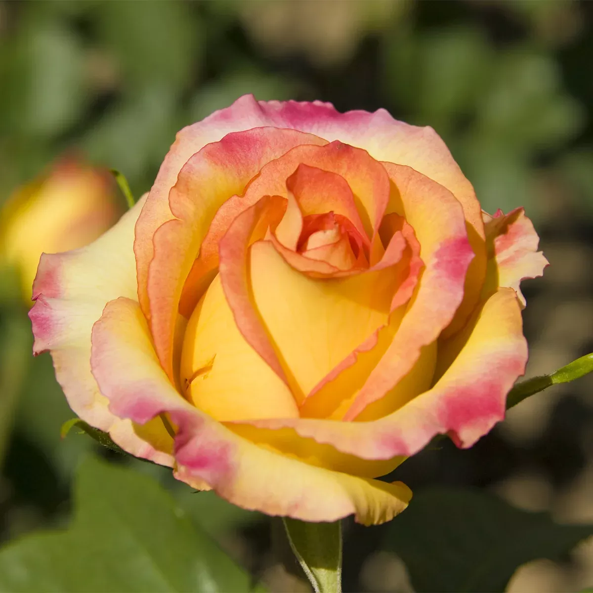 rose-peace Rose - Peace