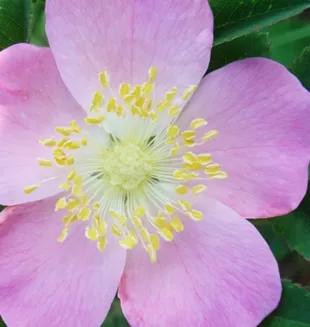 Rose, Prairie