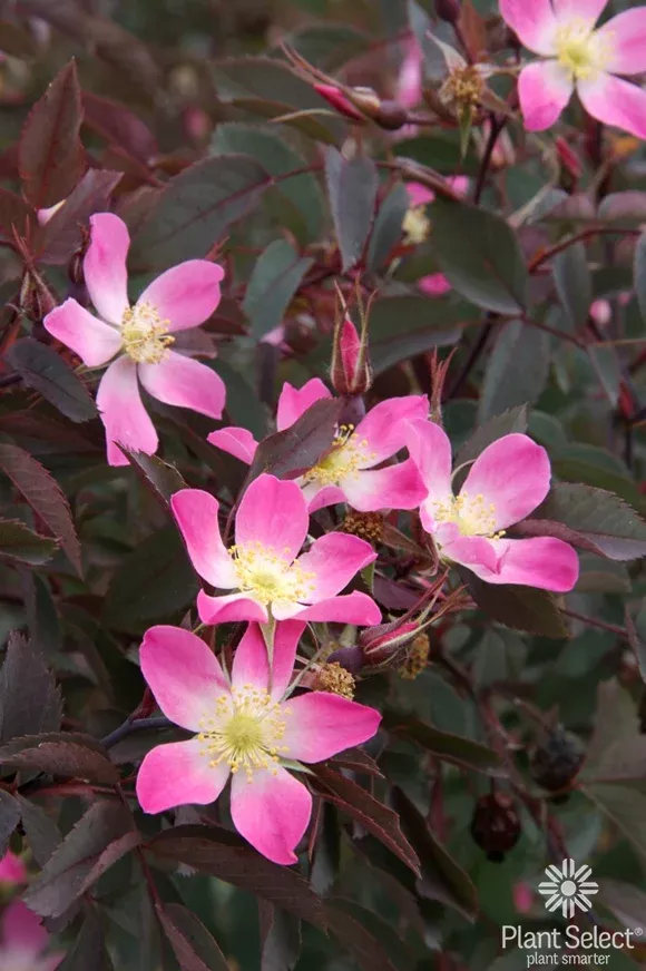 Rose: 'Redleaf' - 2 Gal (Jf)