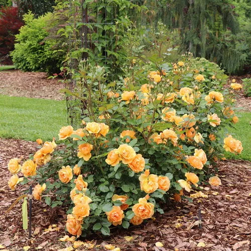 rose-reminiscent-ginger-pw Rose 'Reminiscent Ginger' PW
