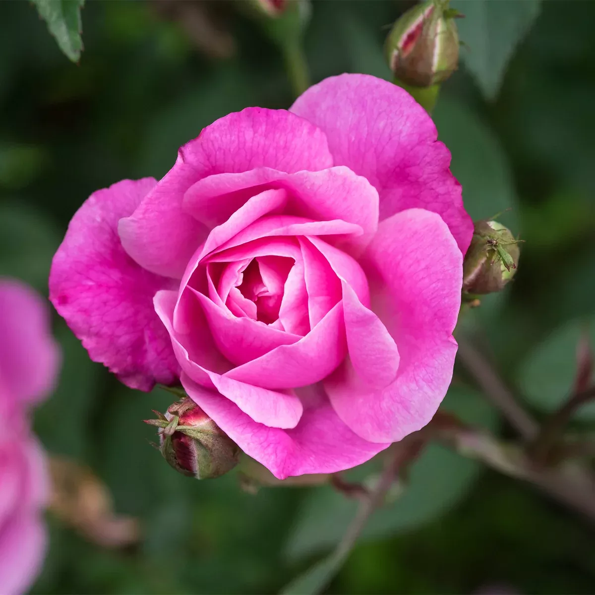 rose-touch-class Rose - Touch of Class