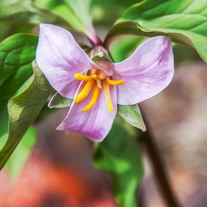 rose-trillium Rose Trillium