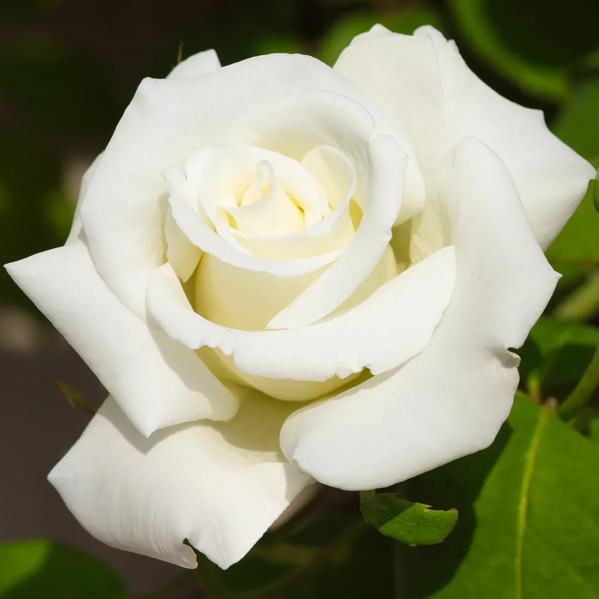 rose-white-magic Rose - White Magic