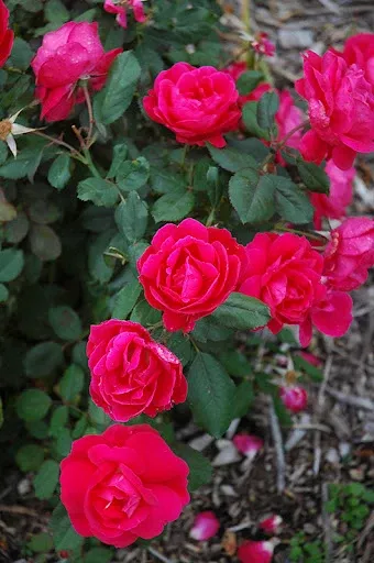 Rose: 'Winnipeg Parks' Pink - 2 Gal (Bl)