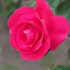 Rose: 'Winnipeg Parks' Pink- 5 Gal (Bl)