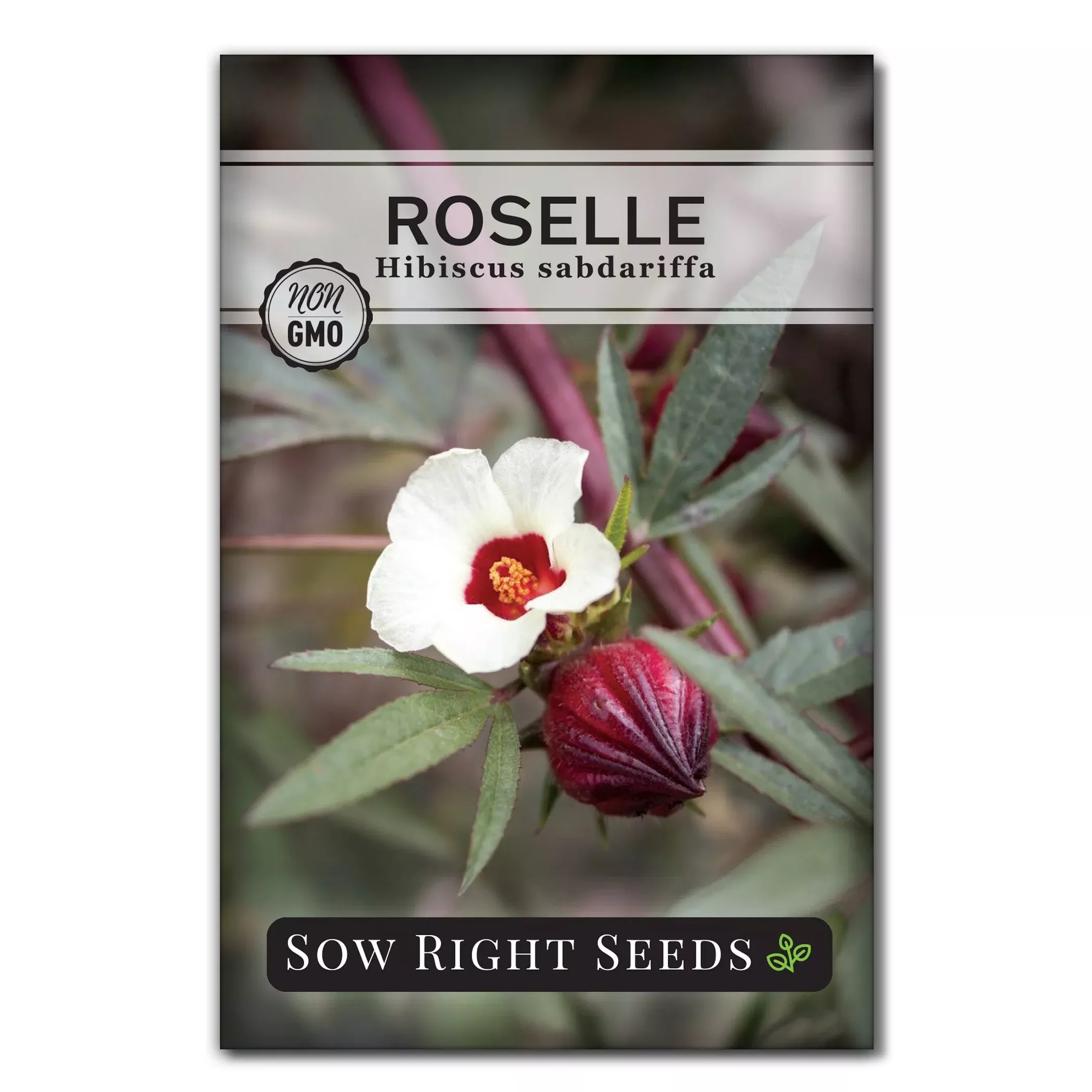 roselle-seeds Roselle Seeds