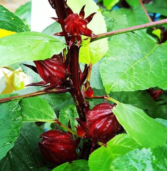 roselle Roselle