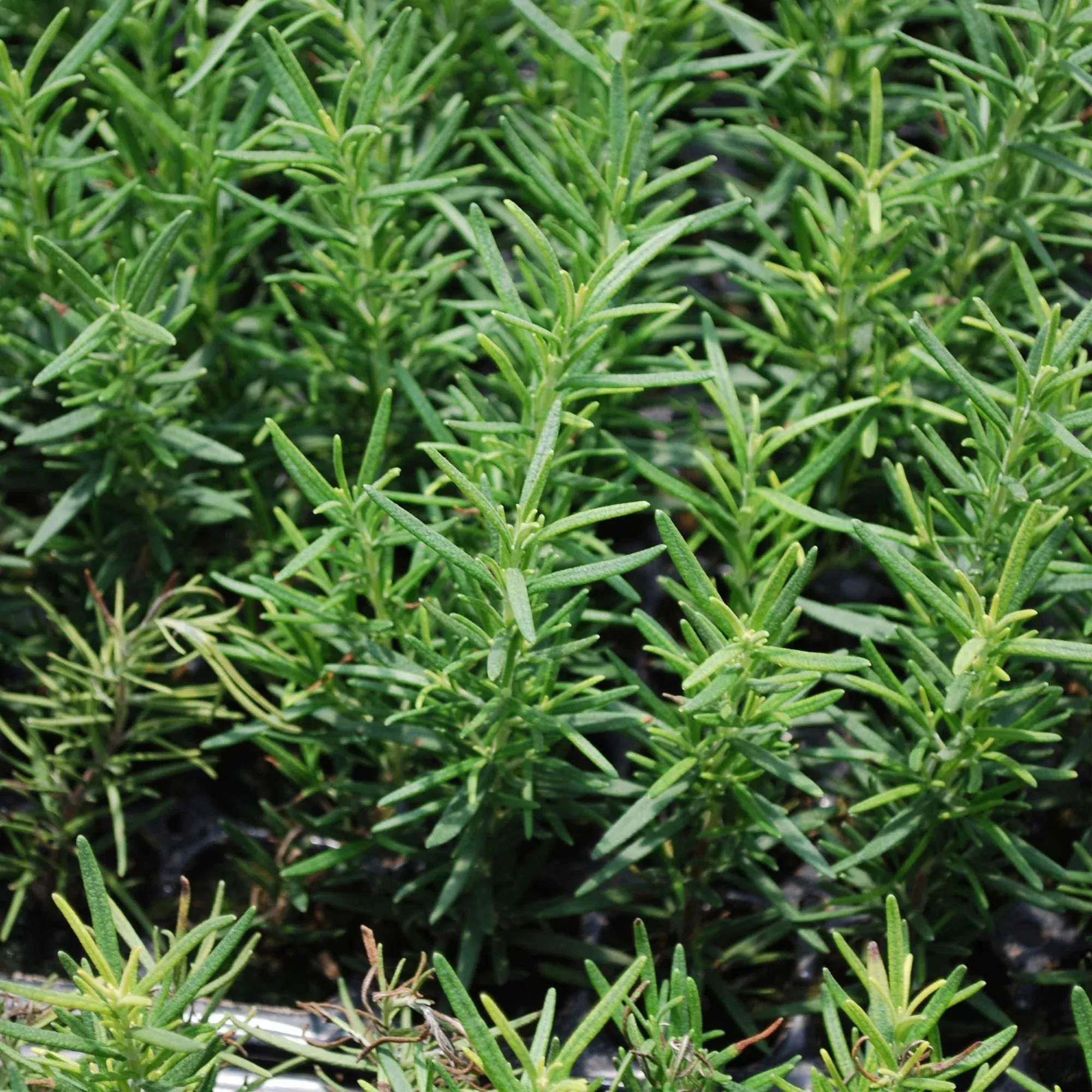 Rosemary (2 Pack)