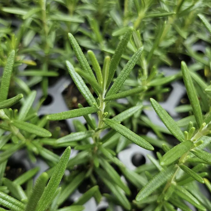 rosemary-mrs-howard-s-creeping-new Rosemary: Mrs. Howard's Creeping- NEW!