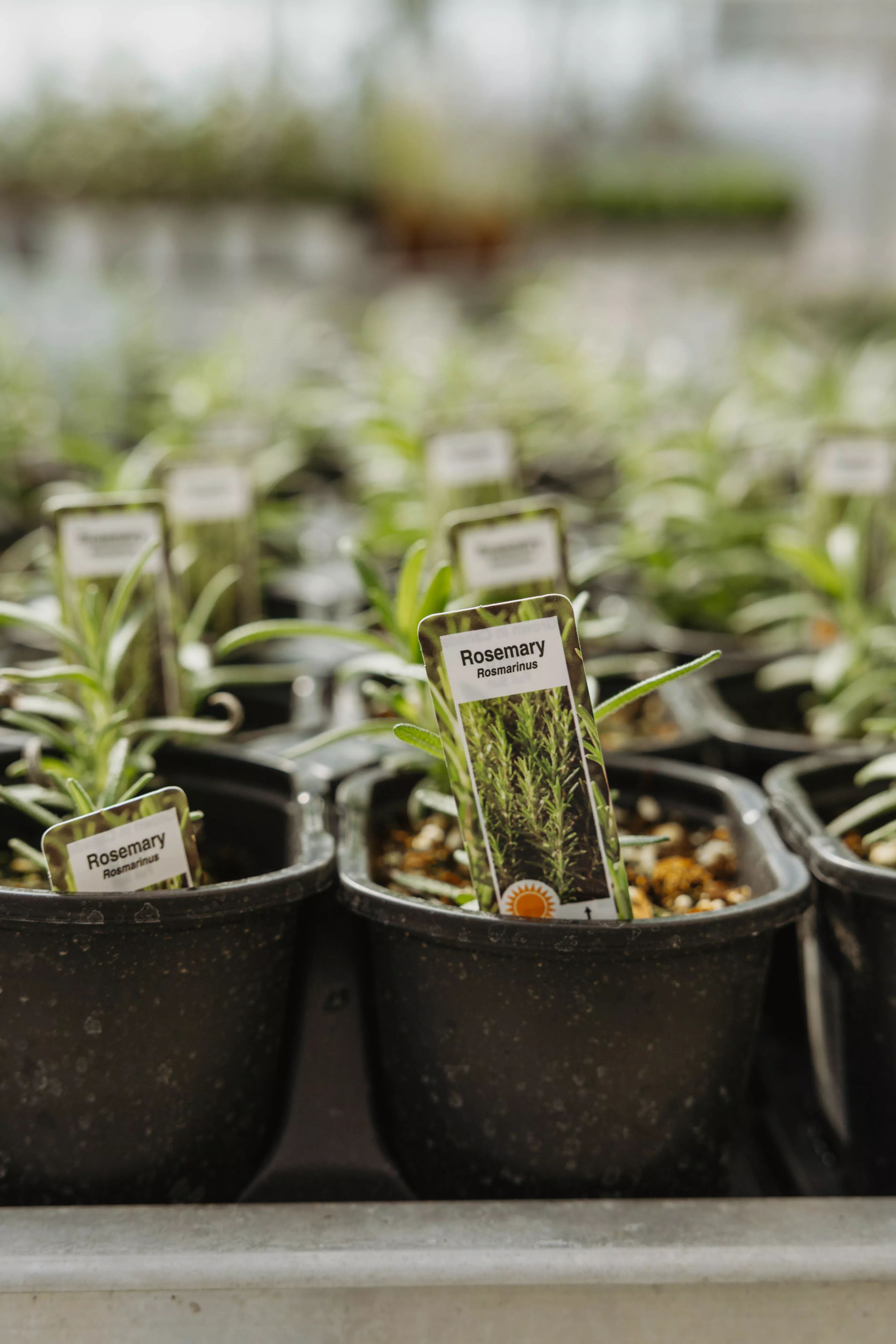 Rosemary 'Pale Blue'