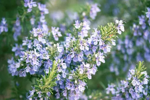 Rosemary (Paris)