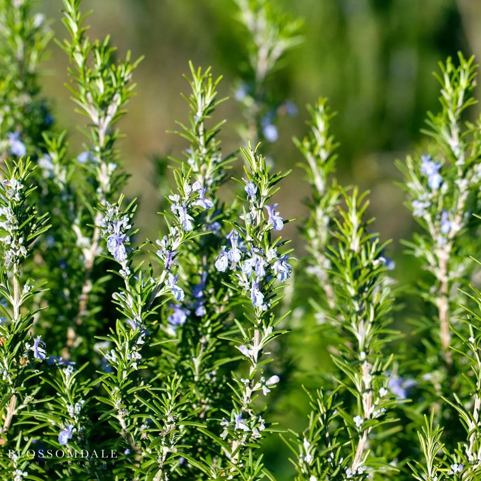 rosemary-tuscan-blue Rosemary: Tuscan Blue