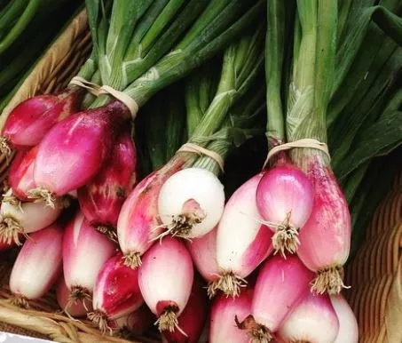 Rossa Lunga di Tropea Onion