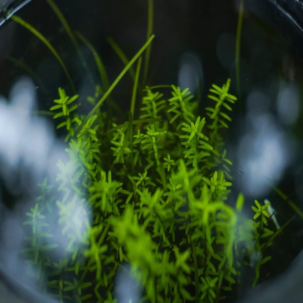 Rotala rotundifolia ‘Green’ – AQ543