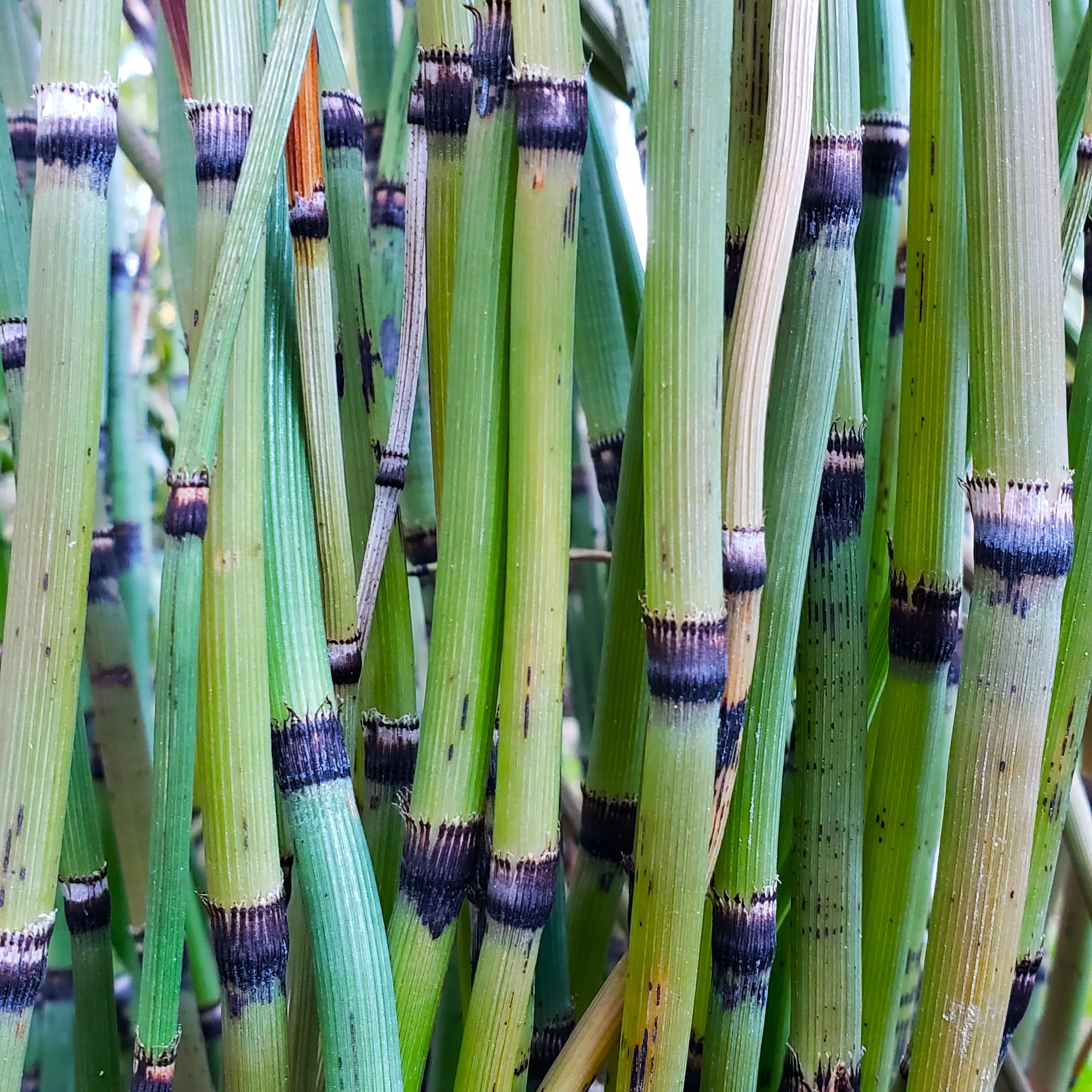 rough-horsetail Rough Horsetail