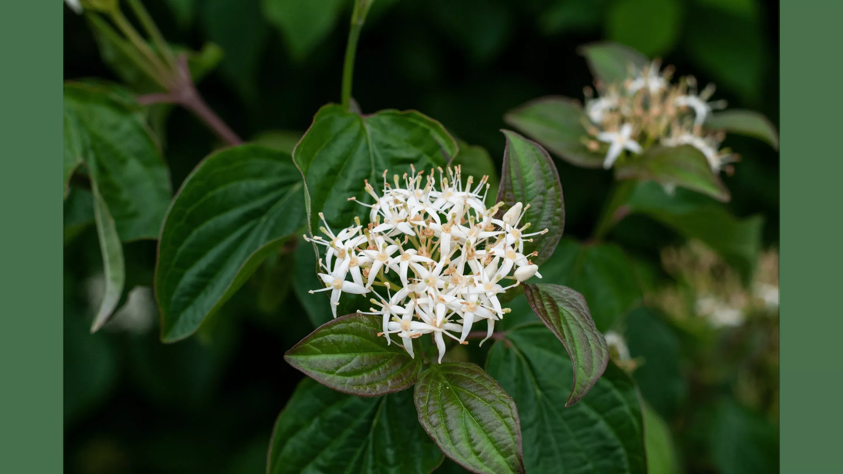Roughleaf Dogwood