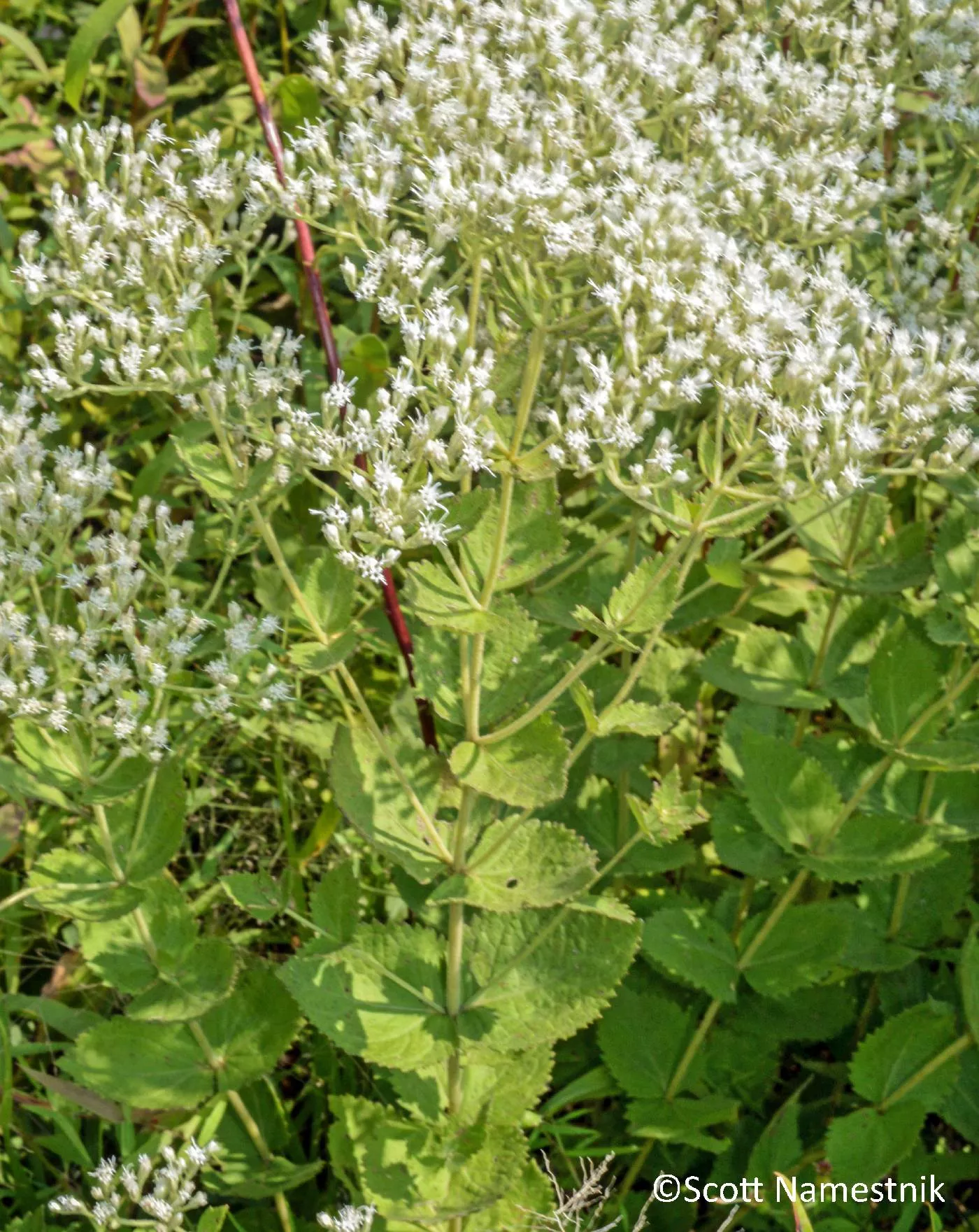 roundleaf-thoroughwort Roundleaf Thoroughwort