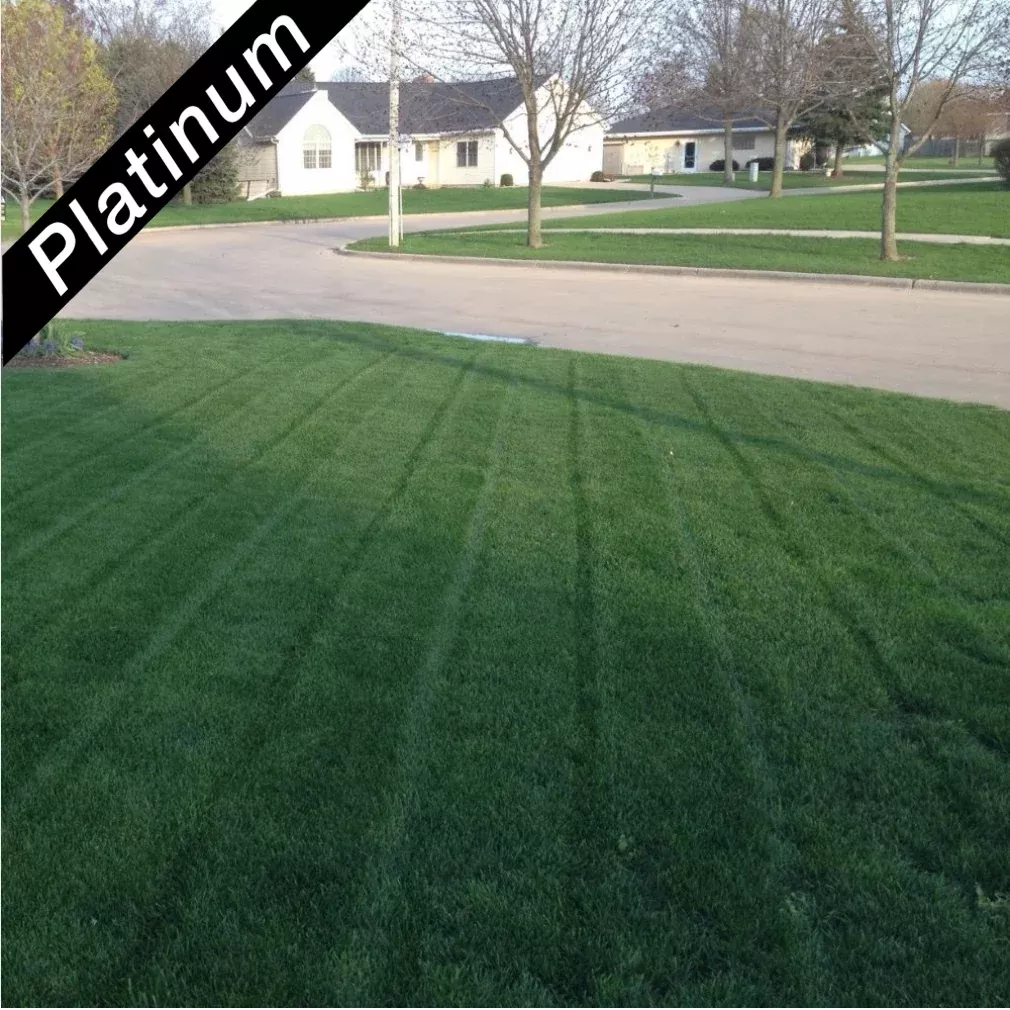 royal-blue-kentucky-bluegrass-blend-platinum-quality ROYAL BLUE™ Kentucky Bluegrass Blend, Platinum Quality™