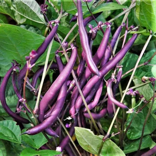 Royal Burgundy Bean