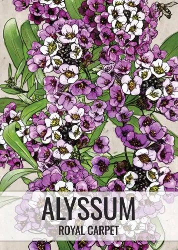 royal-carpet-alyssum-seeds-planting-lobularia-maritima Royal Carpet Alyssum Seeds For Planting (Lobularia maritima)