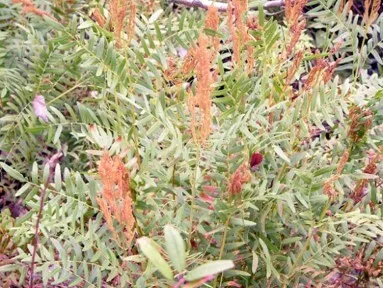 royal-fern Royal Fern