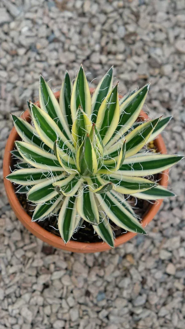royal-flush-agave Royal Flush Agave