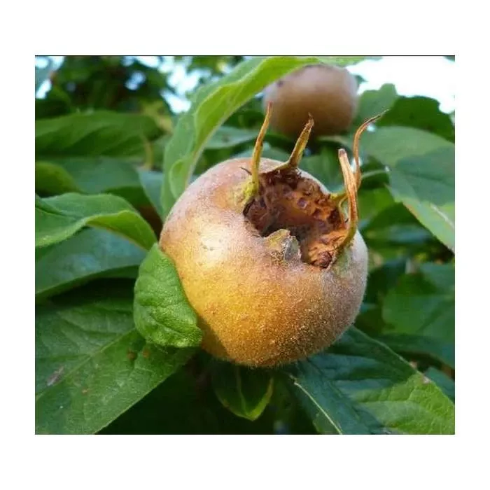 royal-medlar Royal Medlar