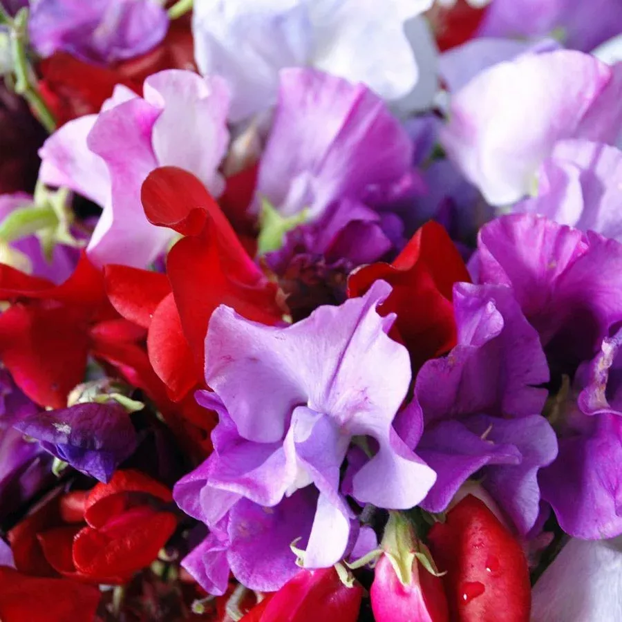 royal-mix-sweet-pea Royal Mix Sweet Pea