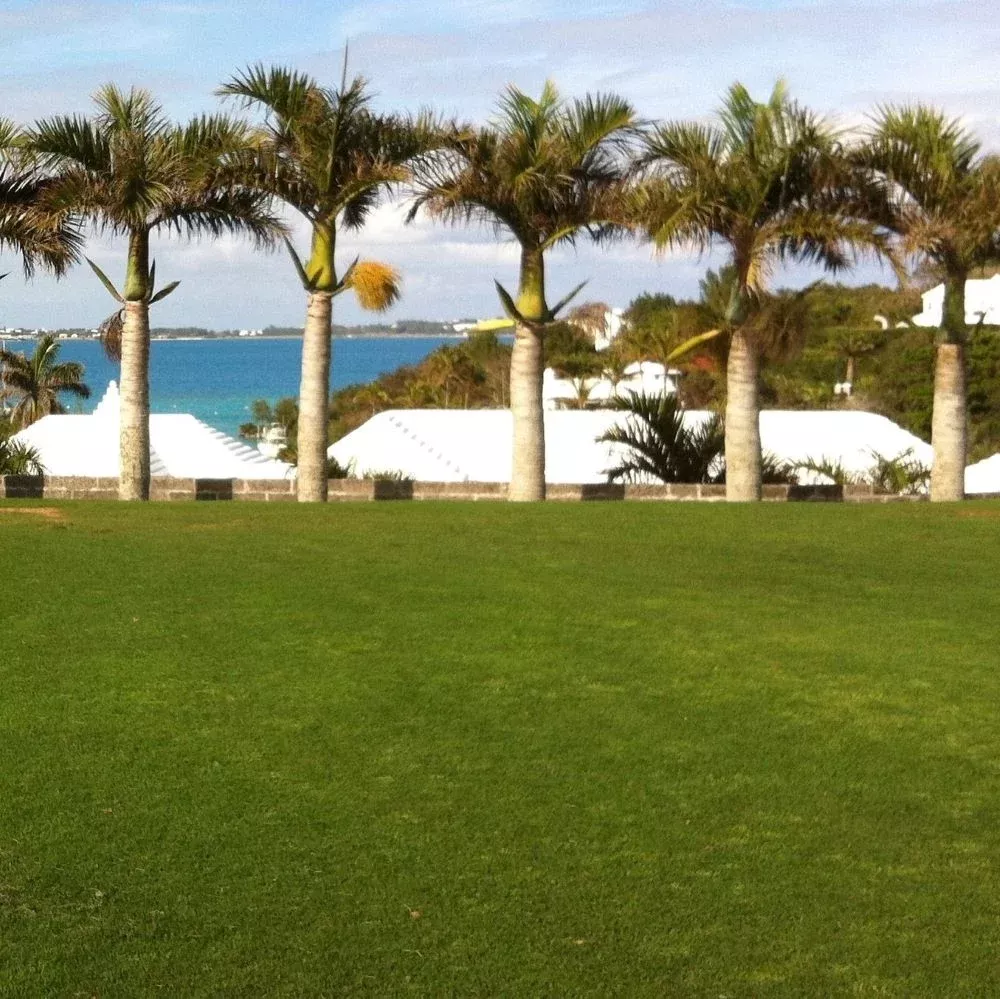 royal-txd-improved-bermuda-grass-seed-blend ROYAL TXD Improved Bermuda Grass Seed Blend