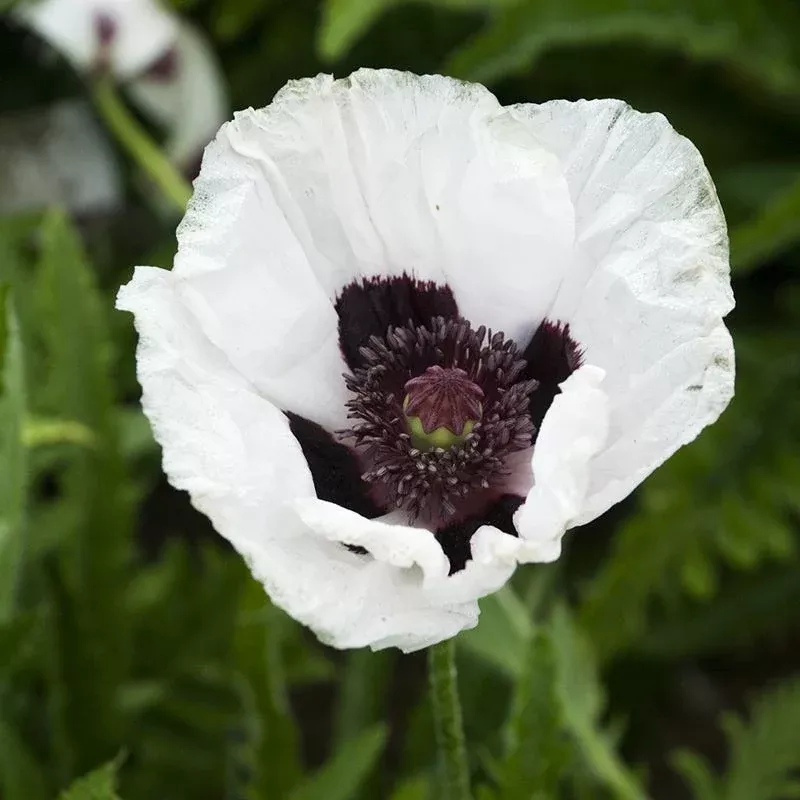 royal-wedding-oriental-poppy Royal Wedding Oriental Poppy