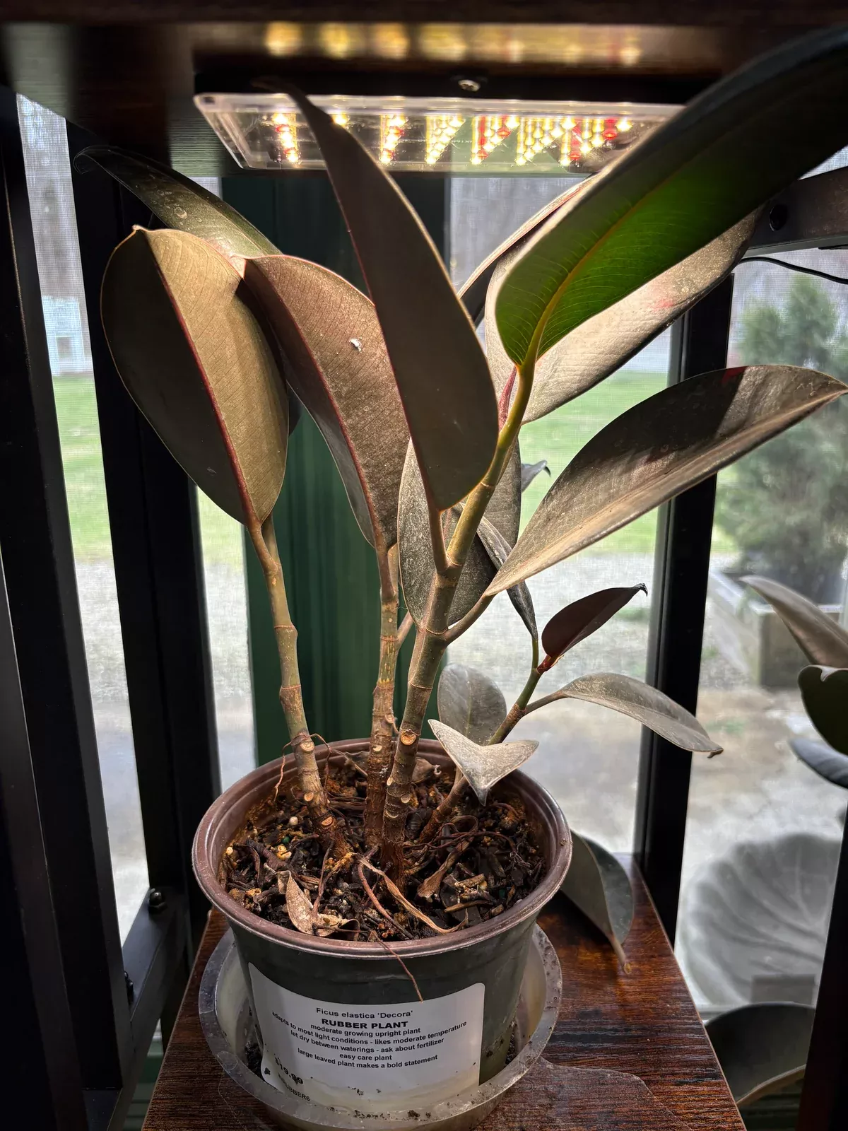 rubber-tree Rubber Tree