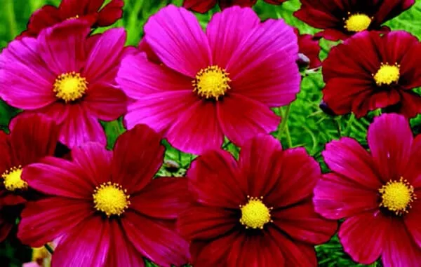 rubinato-cosmos-seeds Rubinato Cosmos Seeds
