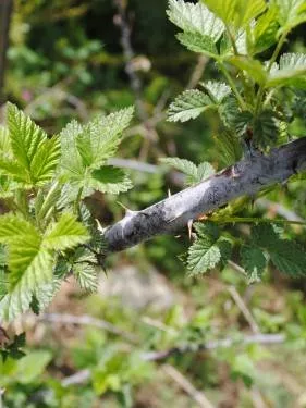rubus-leucodermis-blackcap-raspberry-seed Rubus leucodermis - Blackcap Raspberry (Seed)