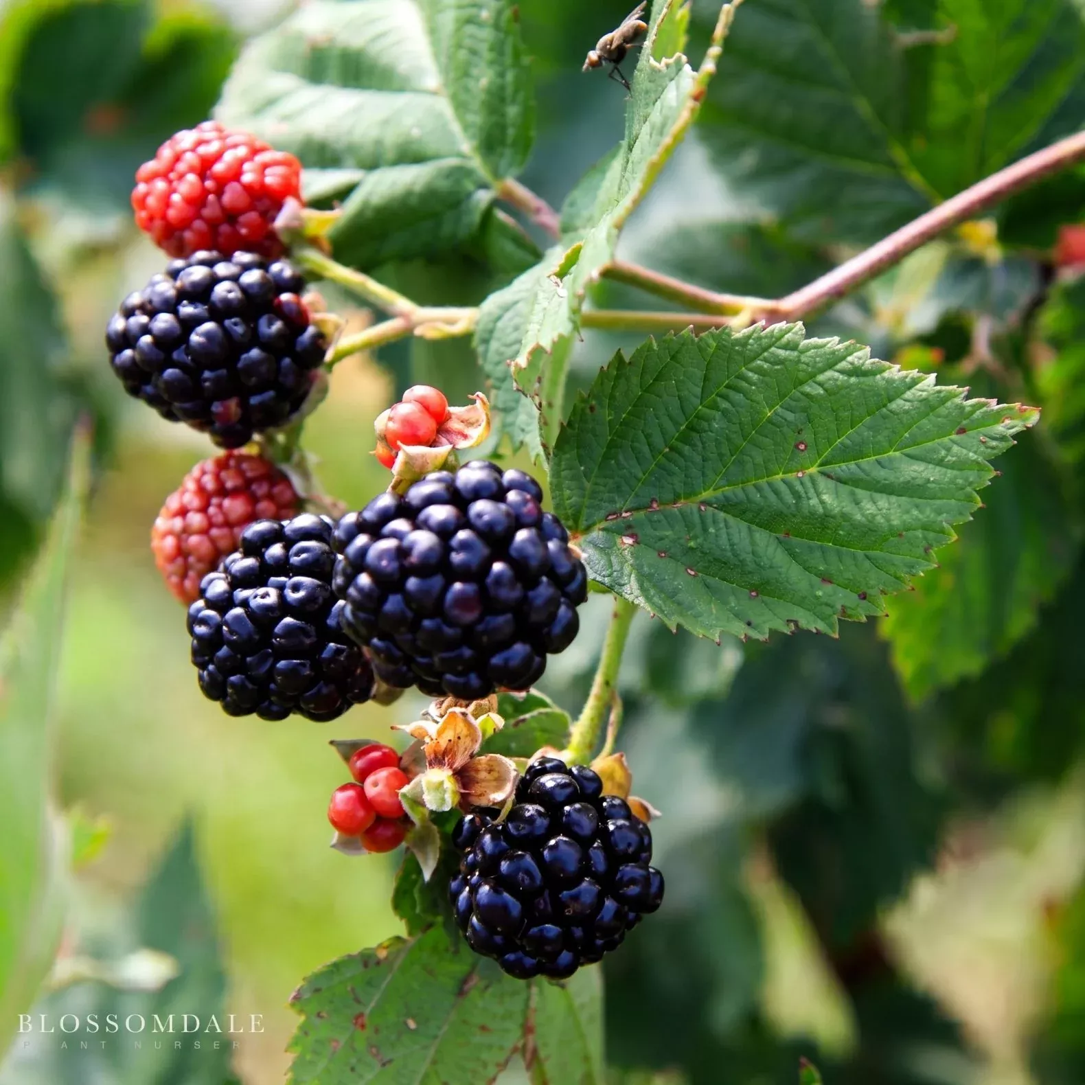 Rubus 'Triple Crown' Blackberry