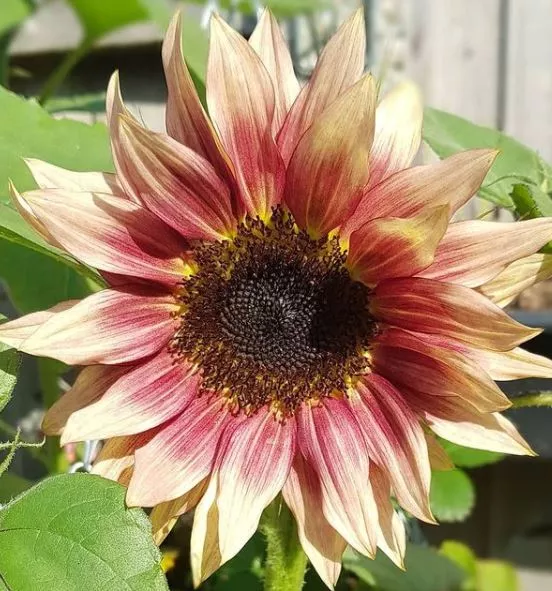 ruby-eclipse-f1-sunflower Ruby Eclipse F1 Sunflower