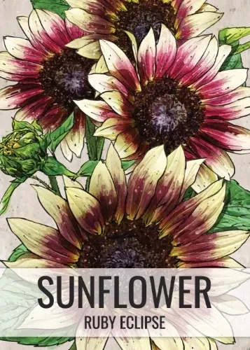 ruby-eclipse-sunflower-seeds-planting-helianthus-annuus Ruby Eclipse Sunflower Seeds For Planting (Helianthus annuus)