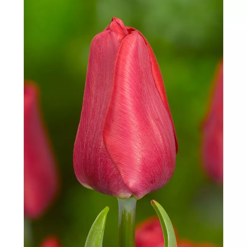 ruby-prince-single-early-tulip-10-bulbs Ruby Prince Single Early Tulip – 10 bulbs