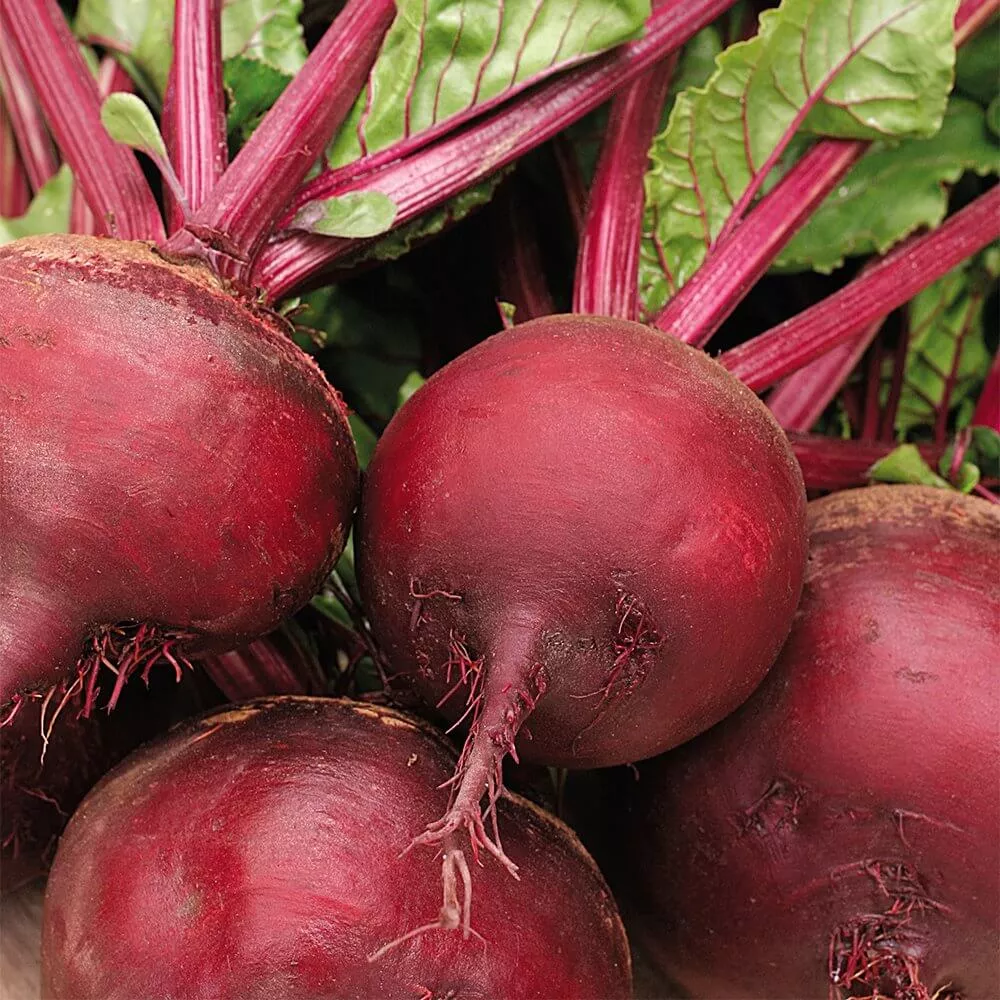 ruby-queen-beet Ruby Queen Beet